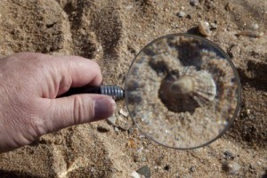 seashell-seen-through-a-magnifying-glass-